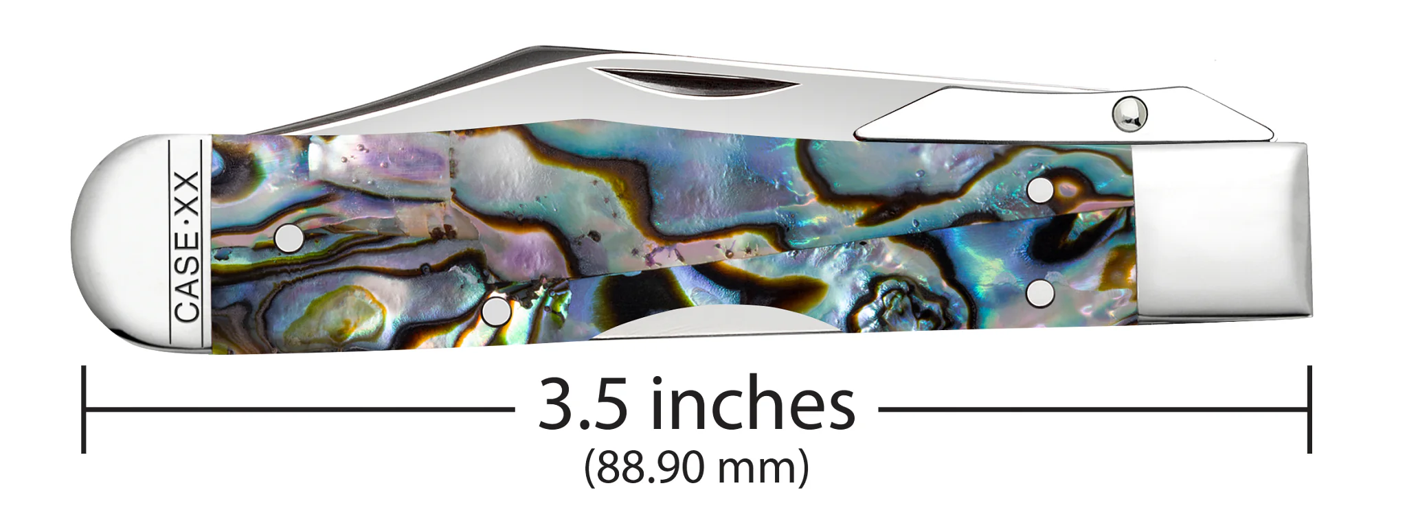 Smooth Abalone Cheetah® Cub - Image 3