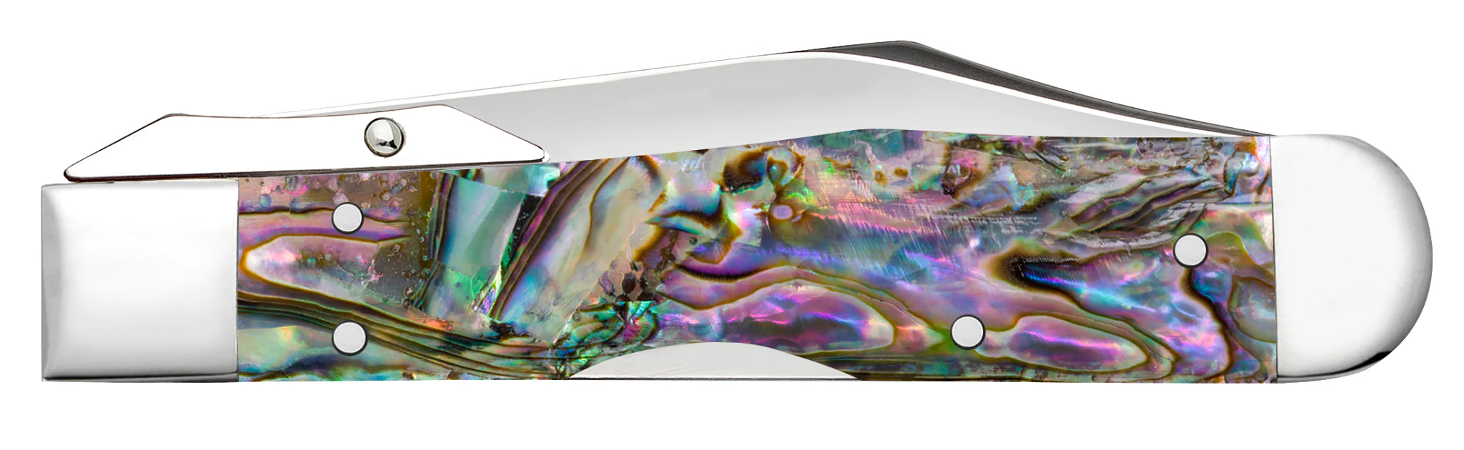 Smooth Abalone Cheetah® Cub - Image 4
